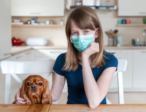 COVID Q&A For Pets