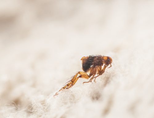 Flea Prevention