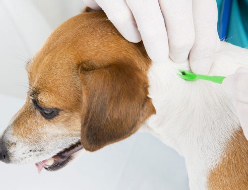 Protect Pets from Ticks