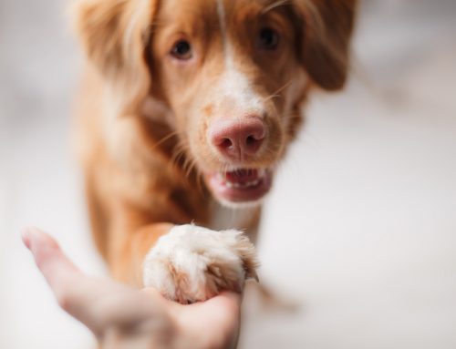 Special Care for Senior Pets