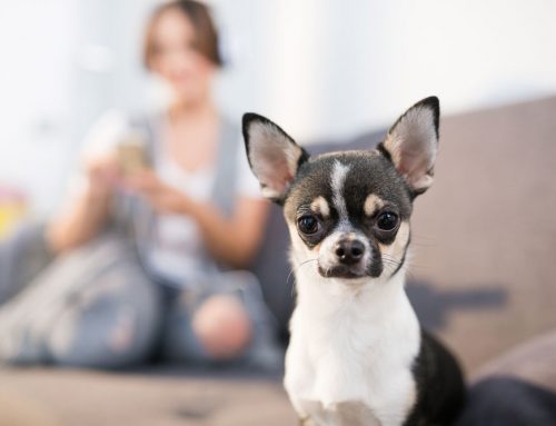 The Scoop on Pet Poop