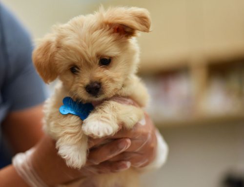 Seasonal Safety for Pets