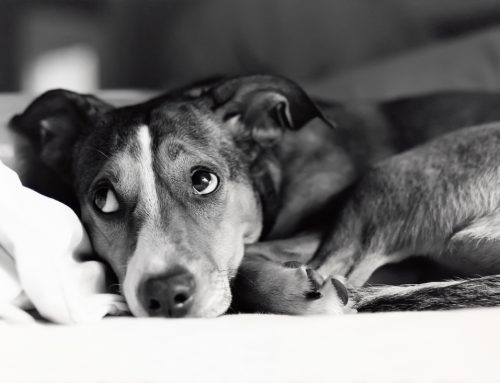Don’t Leave Me! Separation Anxiety Signs and Management in Pets