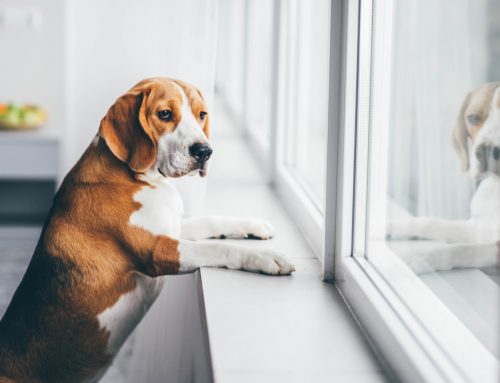 Reading, Writing, and Ruff Times? Easing the Back-to-School Transition for Your Pet