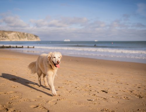 6 Tips to Safely Have Fun in the Sun With Your Dog