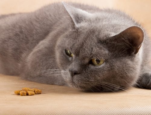 Is My Pet in Pain? 10 Ways to Tell if Your Pet is Uncomfortable