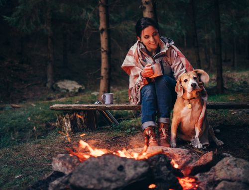 Pet Encounters With Fishercats, Coyotes, and Bears—Oh My!