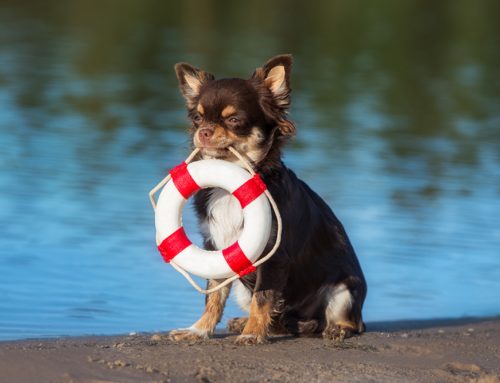 Summer Safety with Pets