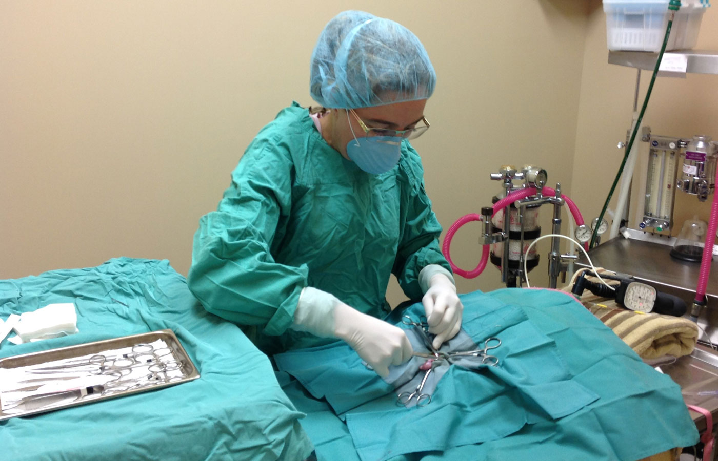 Surgical Vet In Newburyport And Salisbury Cruciate Surgery