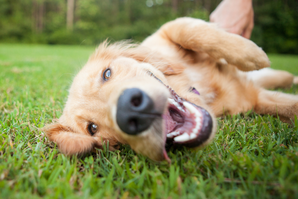 Take These 6 Steps to Protect Your Pet From Parasites - Bassler