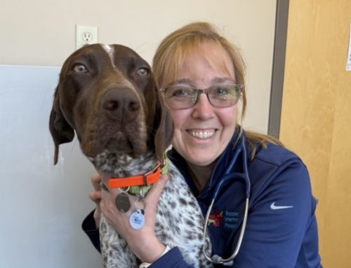 Veterinary hospital receives national recognition